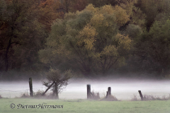 Leinmasch-Herbstnebel-_DSC7496_DxO
