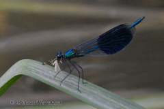 Prachtlibelle-Z9-276580