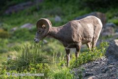 Bighorn-Sheep-D850-129427