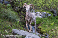 Bighorn-Sheep-D850-129466
