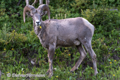 Bighorn-Sheep-D850-129485