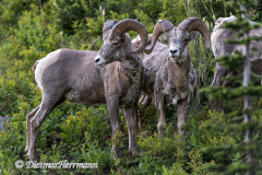 Bighorn-Sheep-D850-129625