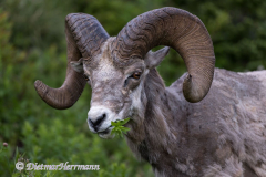 Bighorn-Sheep-D850-129631