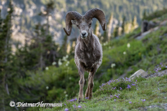 Bighorn-Sheep-D850-129740