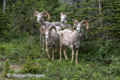 Bighorn-Sheep-D850-129864