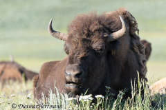 Bison-D800E-042023