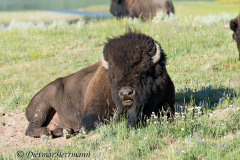 Bison-D800E-042033