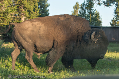 Bison-D800E-042179