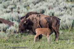 Bison-D800E-046557