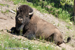 Bison-D800E-047128