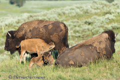 Bison-Kalb-trinkt-D800E-042090