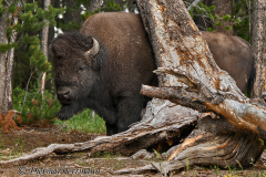 Bison-Yellowstone-D800E-046344