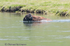 Bison-Yellowstone-River-D300S-201274