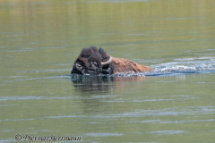 Bison-Yellowstone-River-D300S-201276