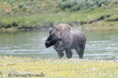 Bison-Yellowstone-River-D300S-201302