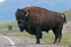 Bison-Yellowstone-River-D300S-201317