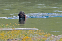 Bison-Yellowstone-River-crossing-D300S-201288