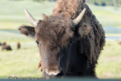 Bison-schaut-ins-Auto-D800E-042097