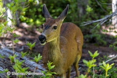 Black-tailed-Deer-D810-128358