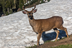 Black-tailed-Deer-D810-128655