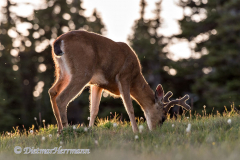 Black-tailed-Deer-D810-128907