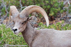 Desert-Bighorn-Sheep-D800E-034842
