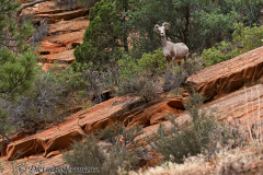 Desert-Bighorn-Sheep-Zion-Desert-am-Hang-D800E-034873