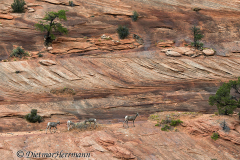 Desert-Bighorn-Sheep-Zion-Desert-am-Hang-D800E-034915
