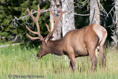 Elk-D300S-203542