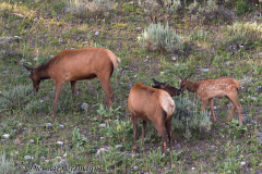 Elk-D800E-041638