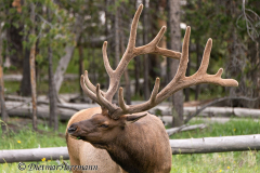 Elk-D800E-046064