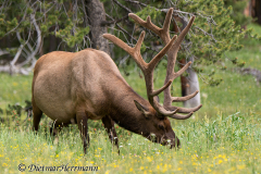Elk-D800E-046124