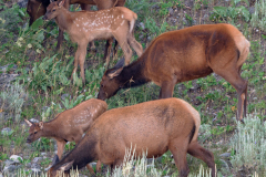 Elk-with-Cubs-Grand-Teton-D800E-041643