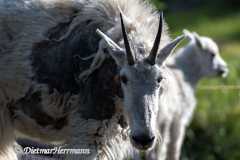 Mountain-Goat-D850-129348