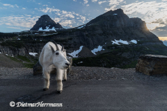 Mountain-Goat-D850-130316
