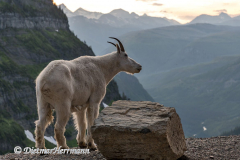 Mountain-Goat-D850-130326
