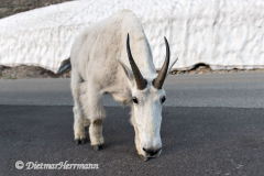 Mountain-Goat-D850-130356