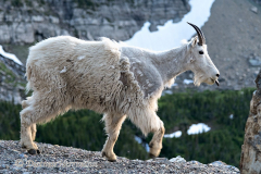 Mountain-Goat-D850-130399