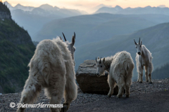 Mountain-Goat-D850-130415