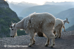 Mountain-Goat-D850-130421