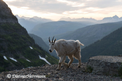 Mountain-Goat-D850-130440