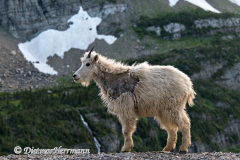 Mountain-Goat-D850-130457