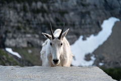 Mountain-Goat-D850-130467