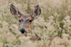 Mule-Deer-D300S-209872