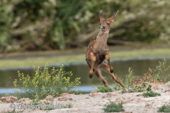 Mule-Deer-D500-022494