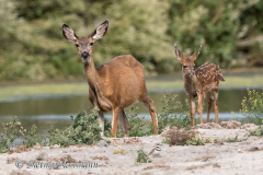 Mule-Deer-D500-022496