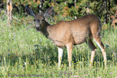 Mule-Deer-D800E-045459
