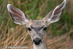Mule-Deer-Thule-Lake-D300S-212094