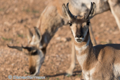 Pronghorn-Ausschnitt-D800E-036187