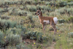 Pronghorn-Bryce-Canyon-D800E-036107
